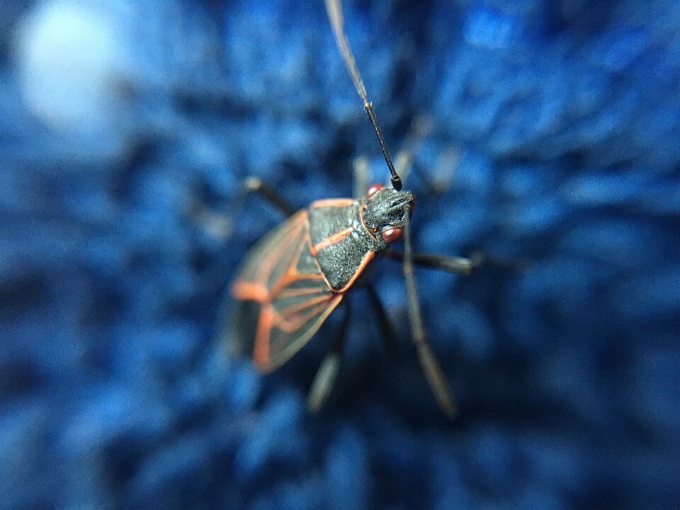 Image of Box Elder Bug