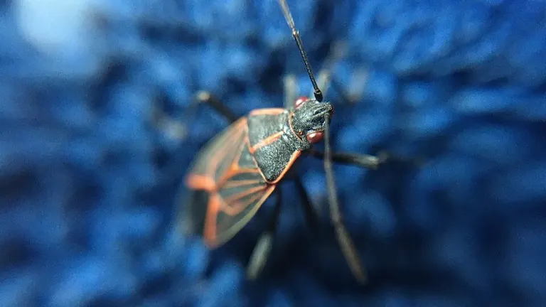 Box elder bug