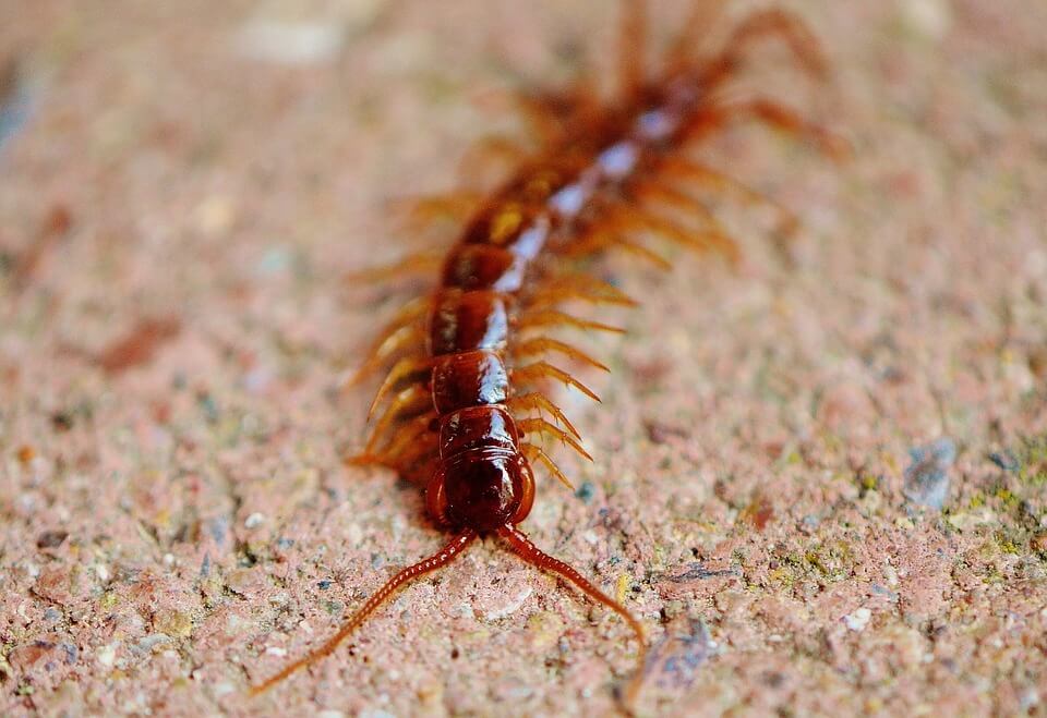 Image of Occasional Invaders