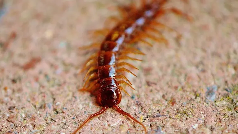 Centipede