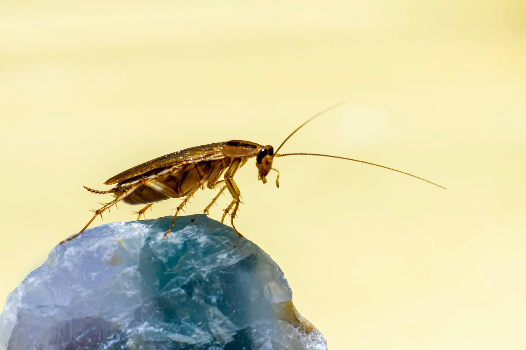 Image of Cockroach