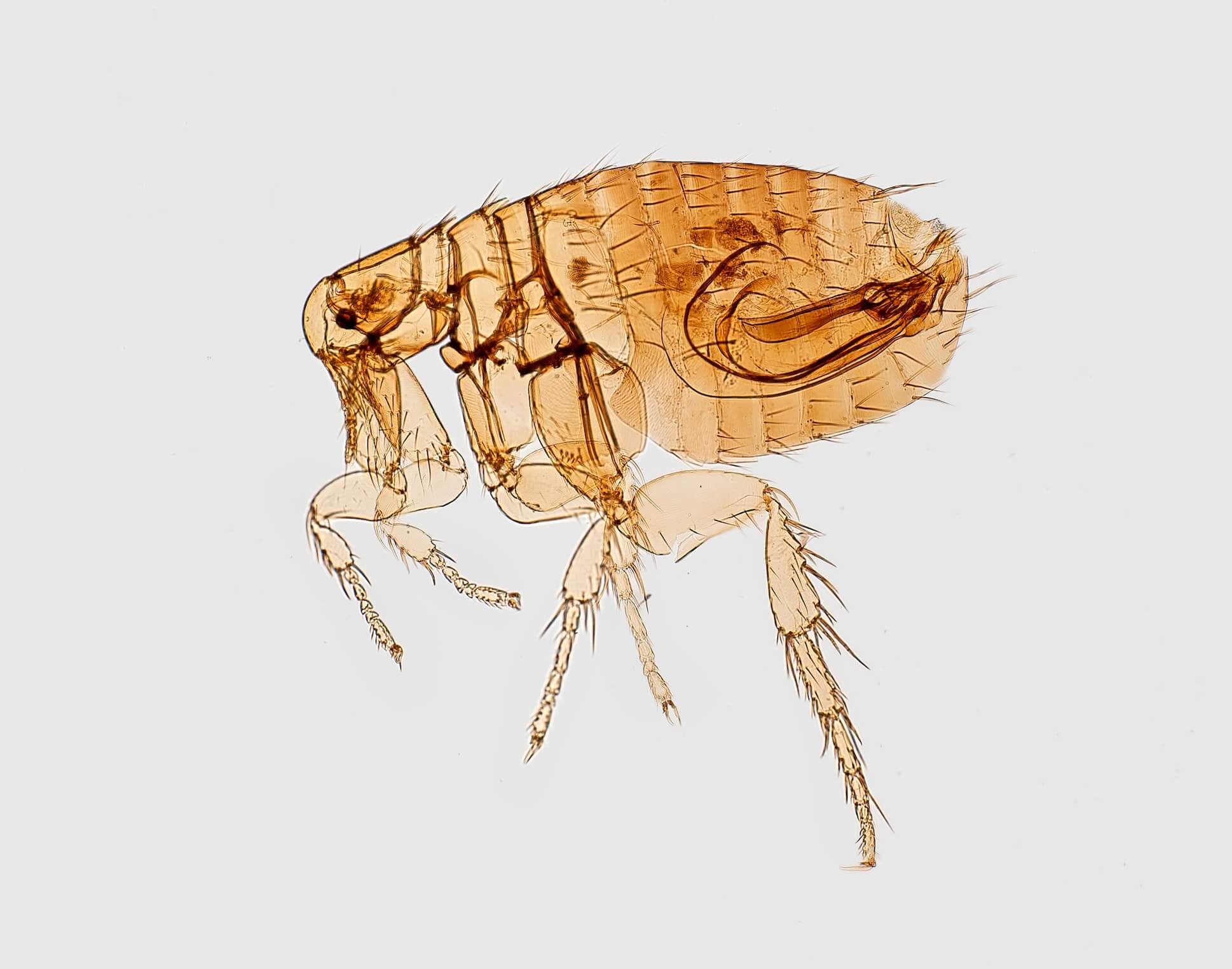 Image of Flea