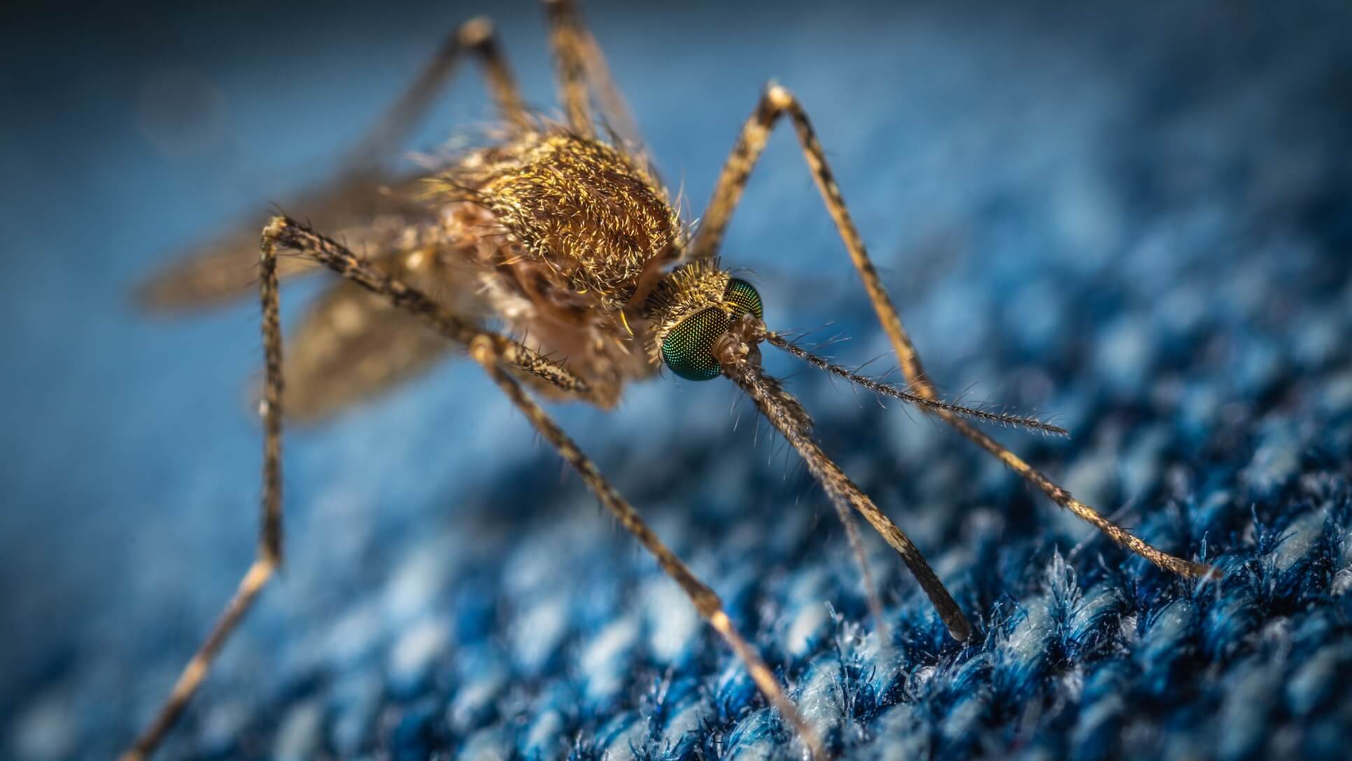Image of Mosquito