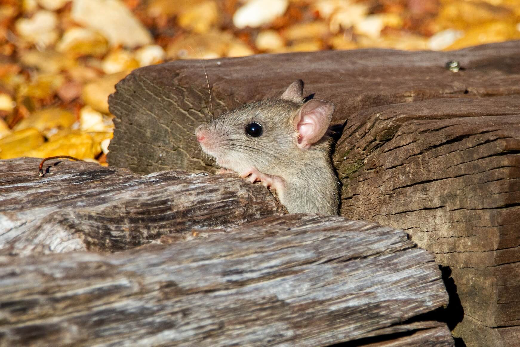 Image of Rodent