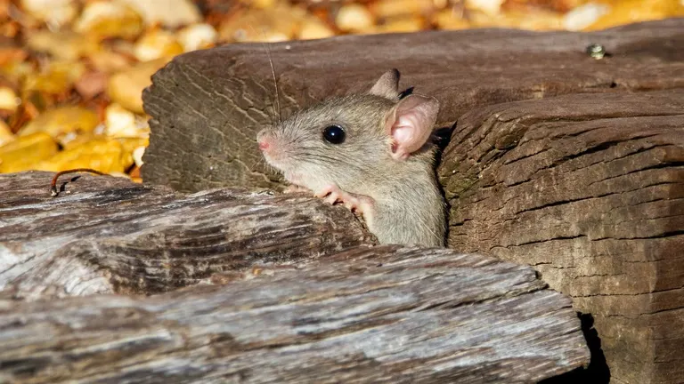 House mouse