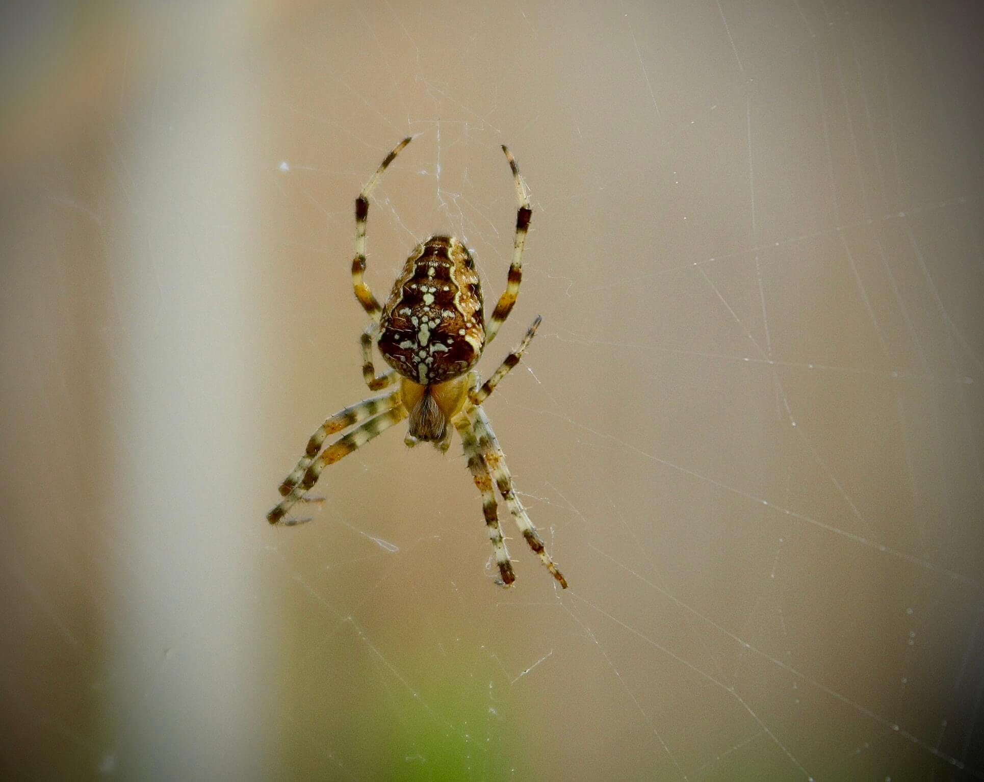 Image of Spider