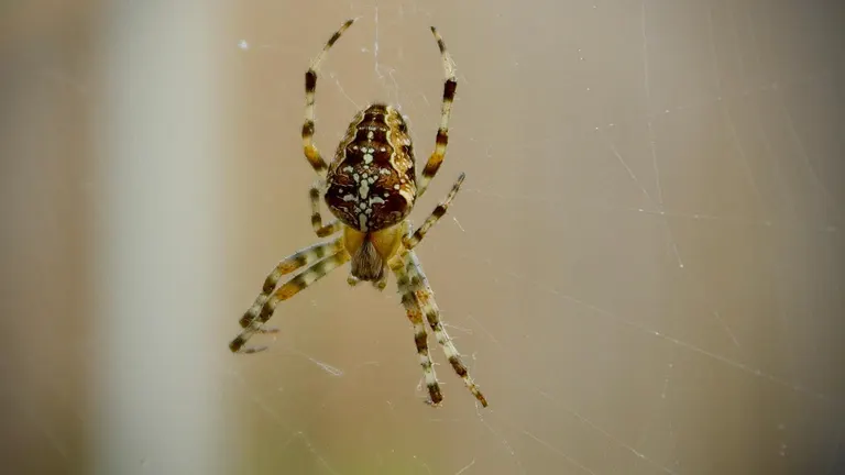 Spider