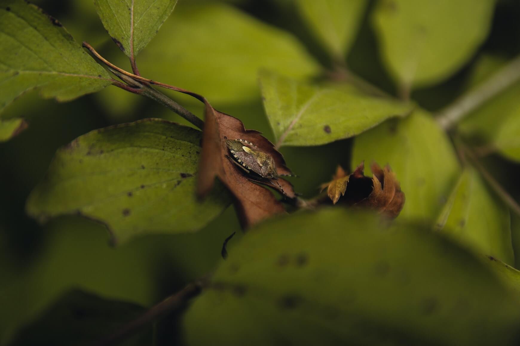 Image of Stink Bug