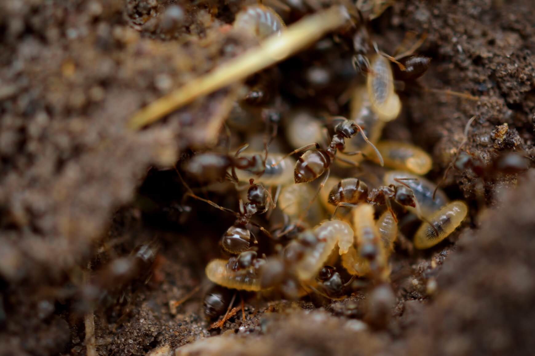 Image of Termite