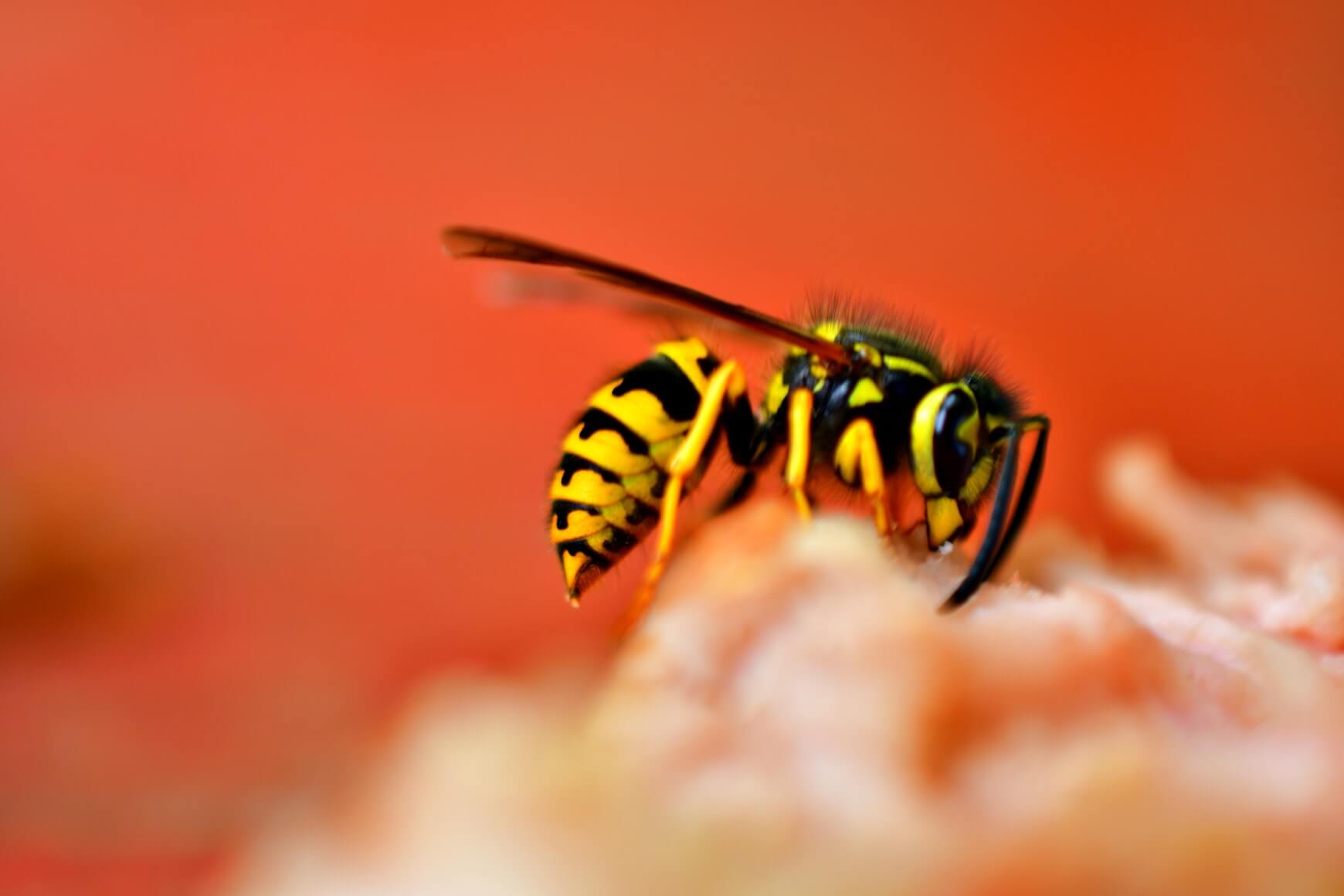 Image of Stinging Insects