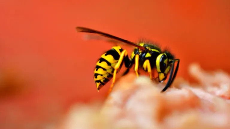Wasp