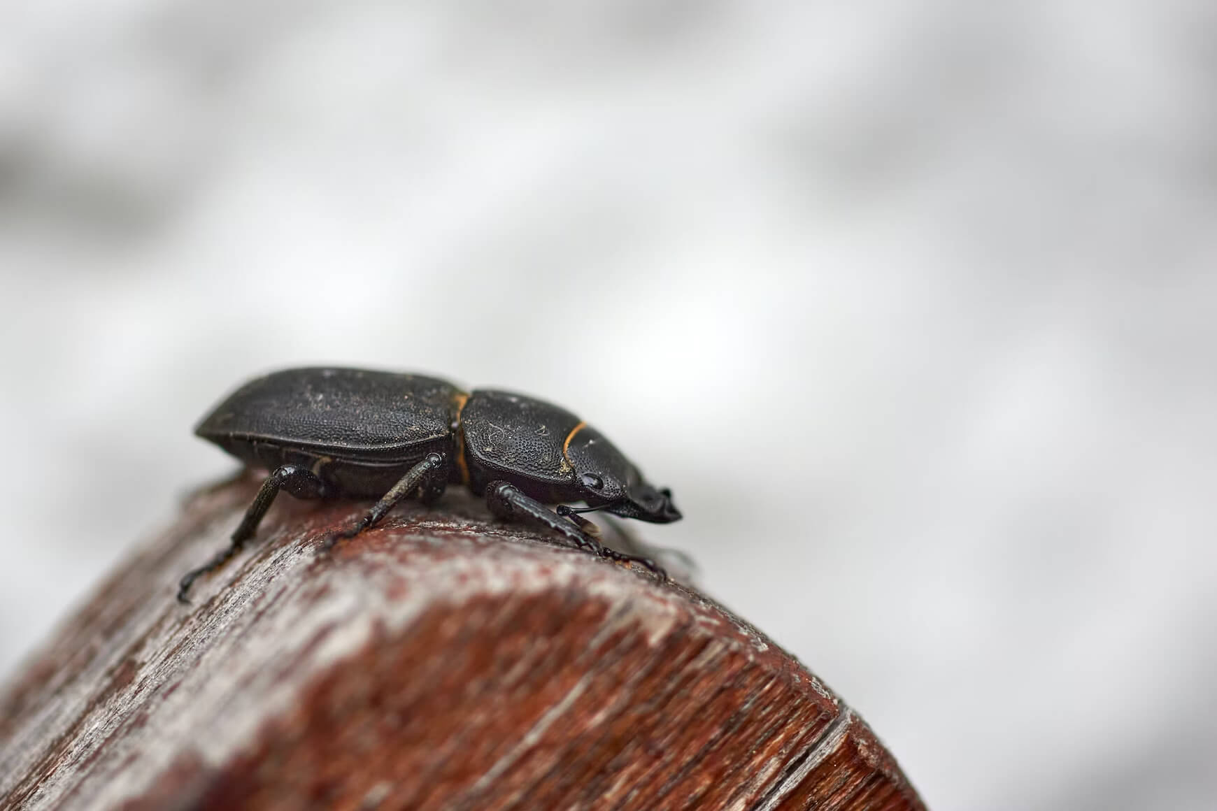 Image of Wood Boring Beetles