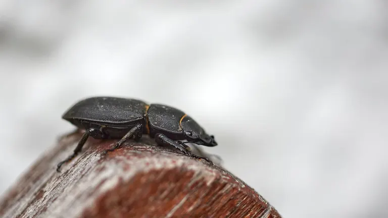 Wood-boring beetle